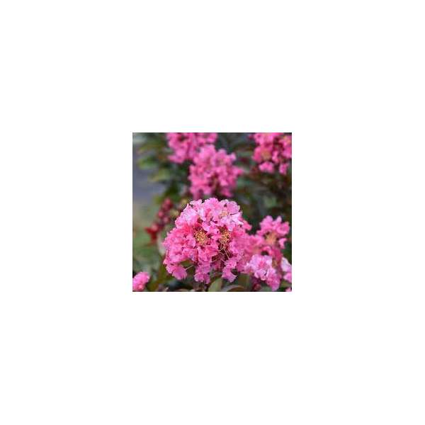 Lagerstroemia indica'Coral Magic 