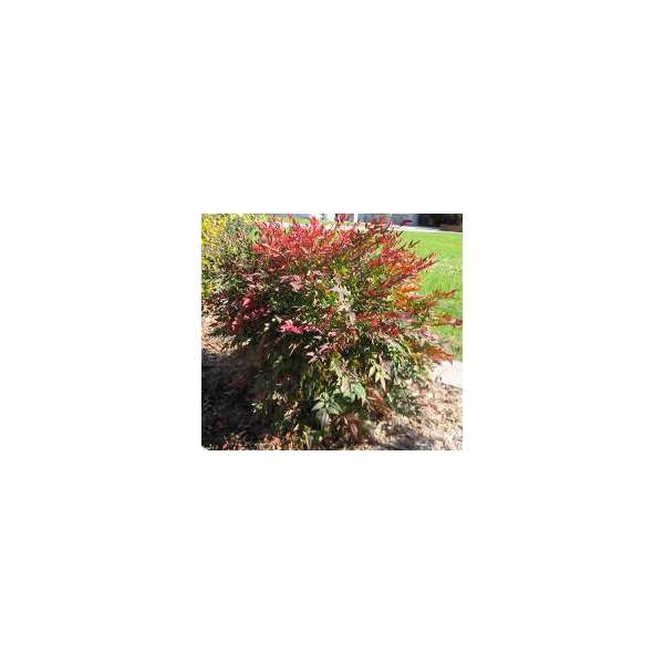Nandina domestica'Gulfstream' 
