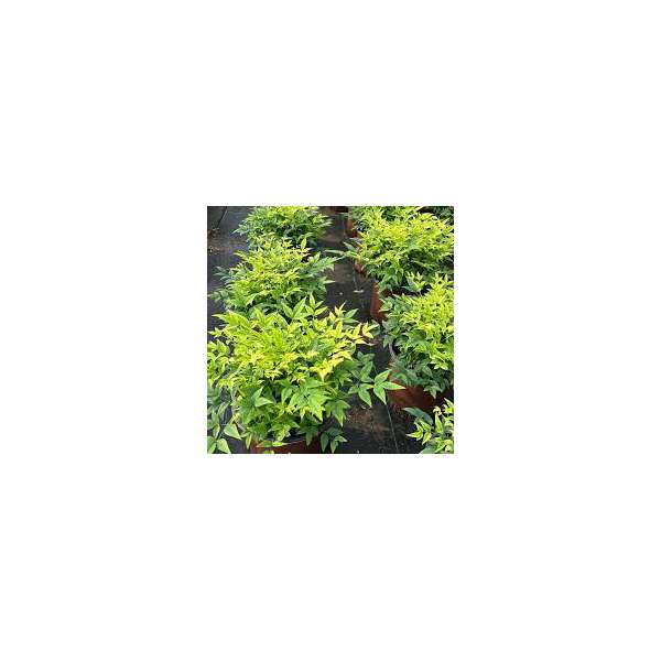 Nandina domestica'Lemon Lime 