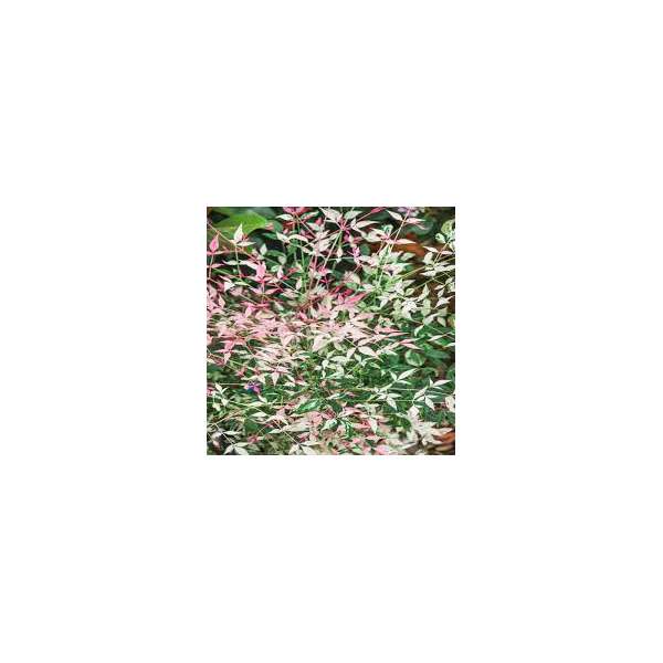 Nandina domestics'Twillight' 