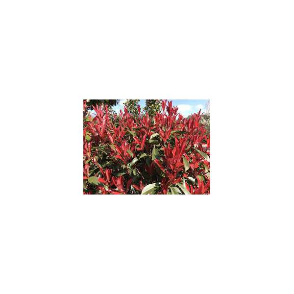Photinia fraseri'Carrë Rouge' 