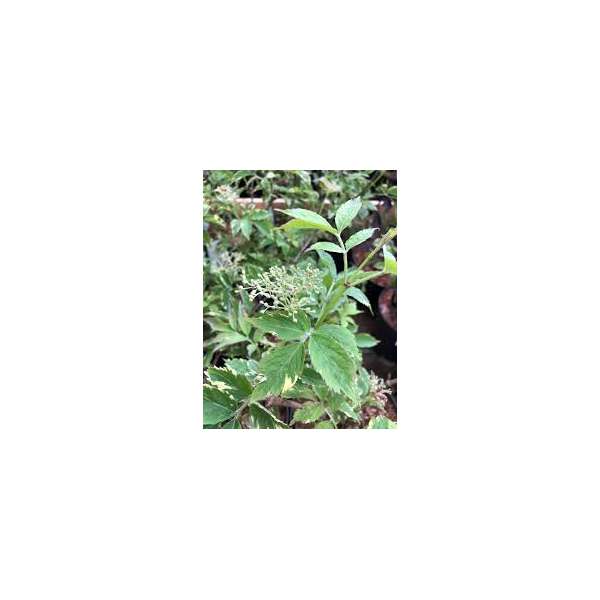 Sambucus ligra'Golden Spark' 