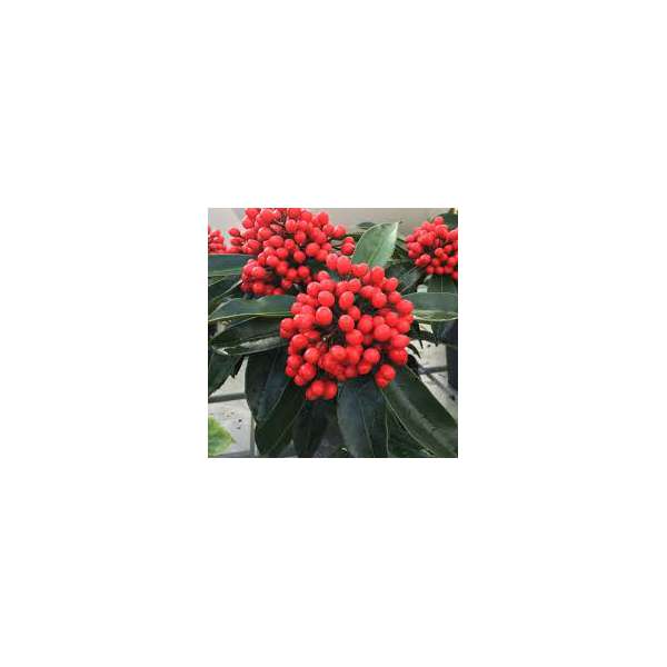 Skimmia japonica'Redruth' 