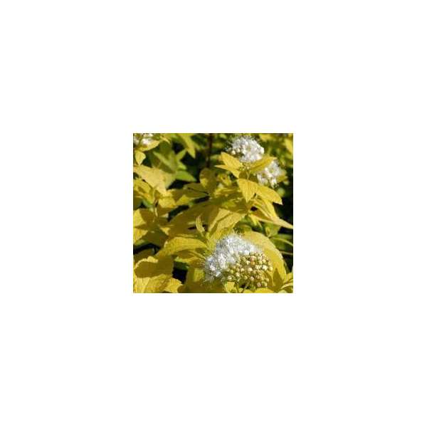 Spiraea japonica'White Gold' 