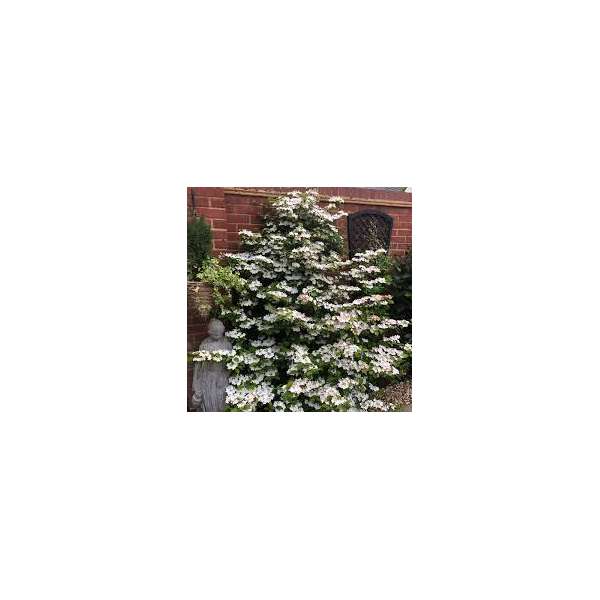 Viburnum plicatum'Kilimanjaro' 