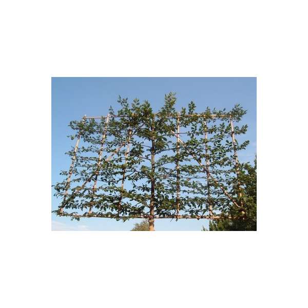 Carpinus betulus'Lucas' 