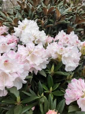 Rhododendron'Blewbury' 