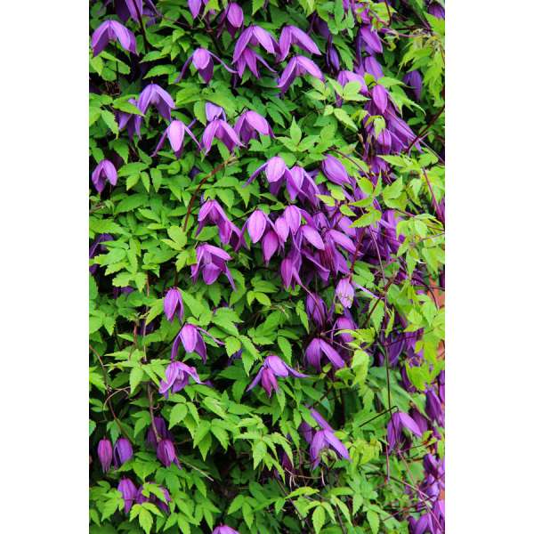 Clematis'Tage Lundell' 