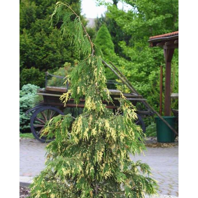 Chamaecyparis nootkatensis'Gloria Polonica' 