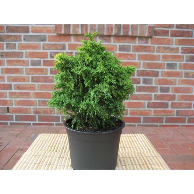 Cryptomeria japonica'Yokohama' 