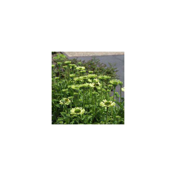 Echinacea purpurea'Green Jewel'