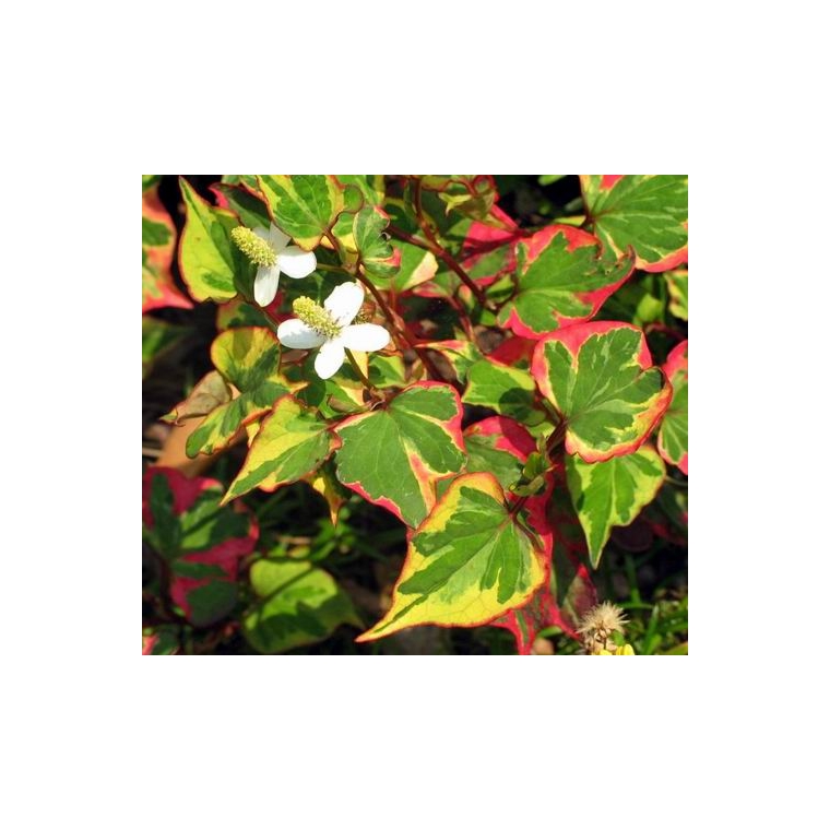 Houttuynia cordata'Chameleon'
