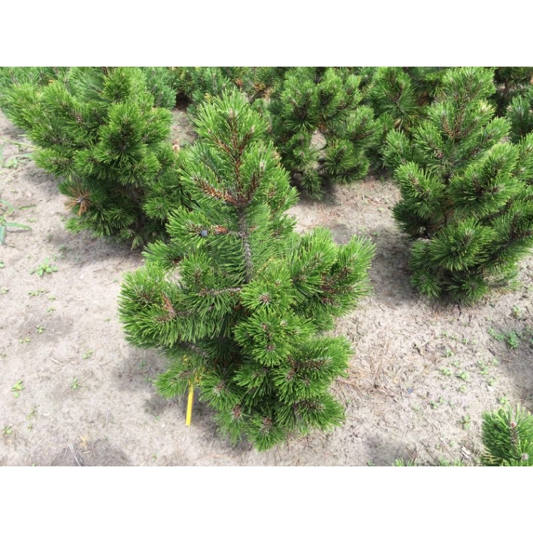 Pinus heldreichii'Smidtii' 