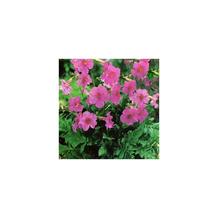 Incarvillea delavayii