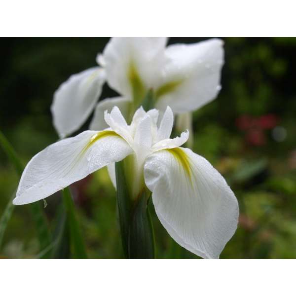 Iris ensata'Diamant'
