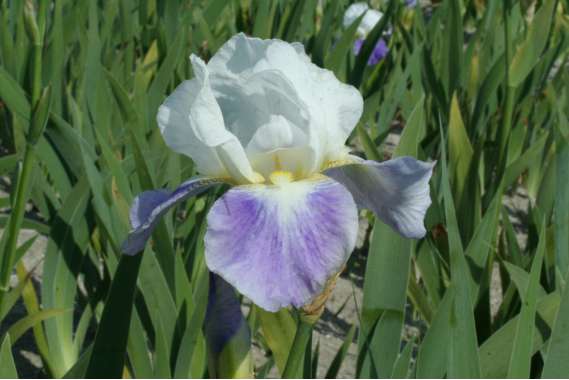 Iris germanica'Mission Ridge'