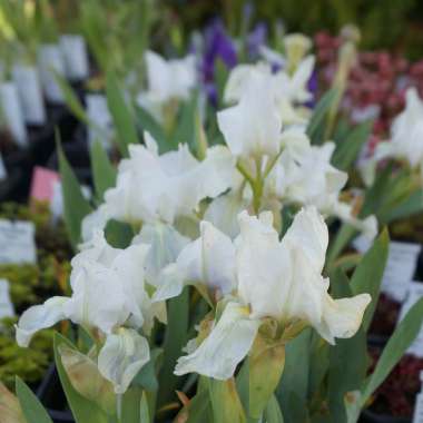 Iris pumila'Lily White'
