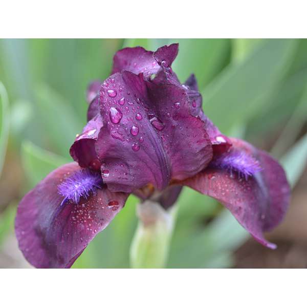 Iris pumila'Pastel Chamre'