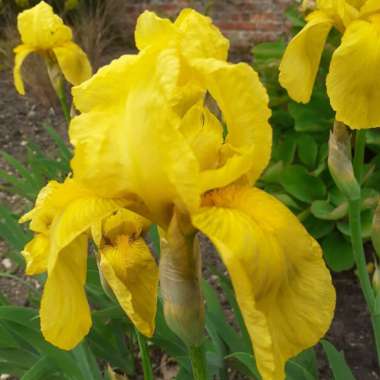 Iris germanica'St.Crispin'