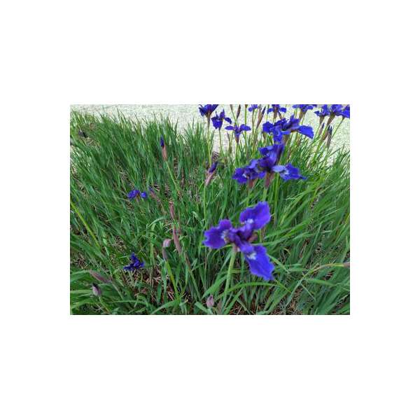 Iris sibirica'Niklassee'