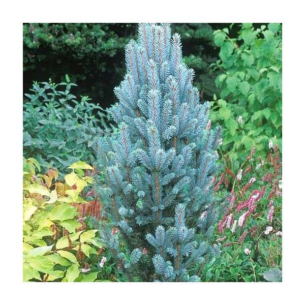 Picea pungens'Iseli Fastigiata' 