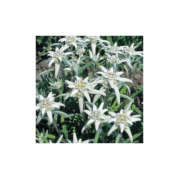 Leontopodium alpinum'Blossom of Snow'