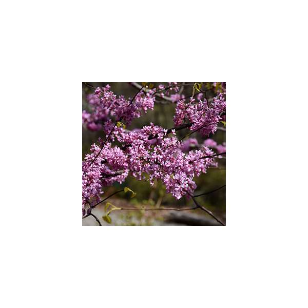 Cercis canadensis'Hearts of Gold' 