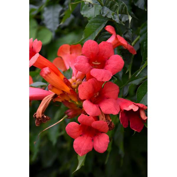 Campsis radicans'Stromboli' 