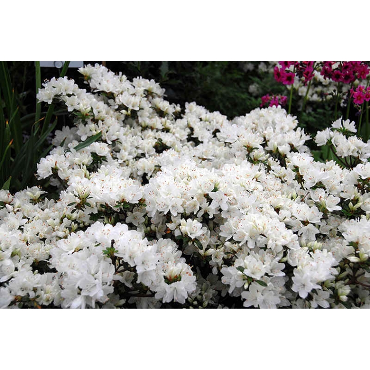 Azalea japonica'White Lady' 