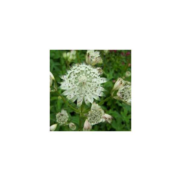 Astrantia major'Sparkling Star White'