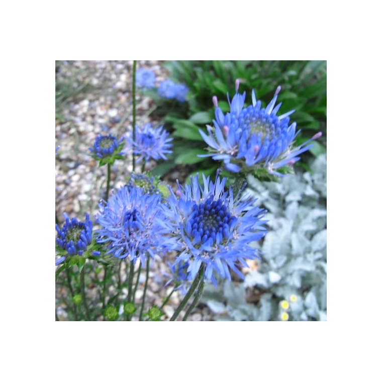 Jasione laevis'Blaulicht'