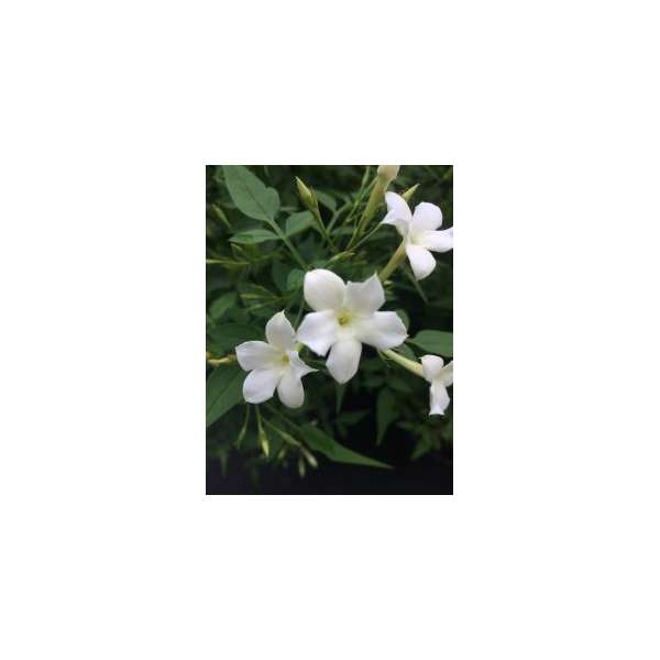 Jasminum officinale 
