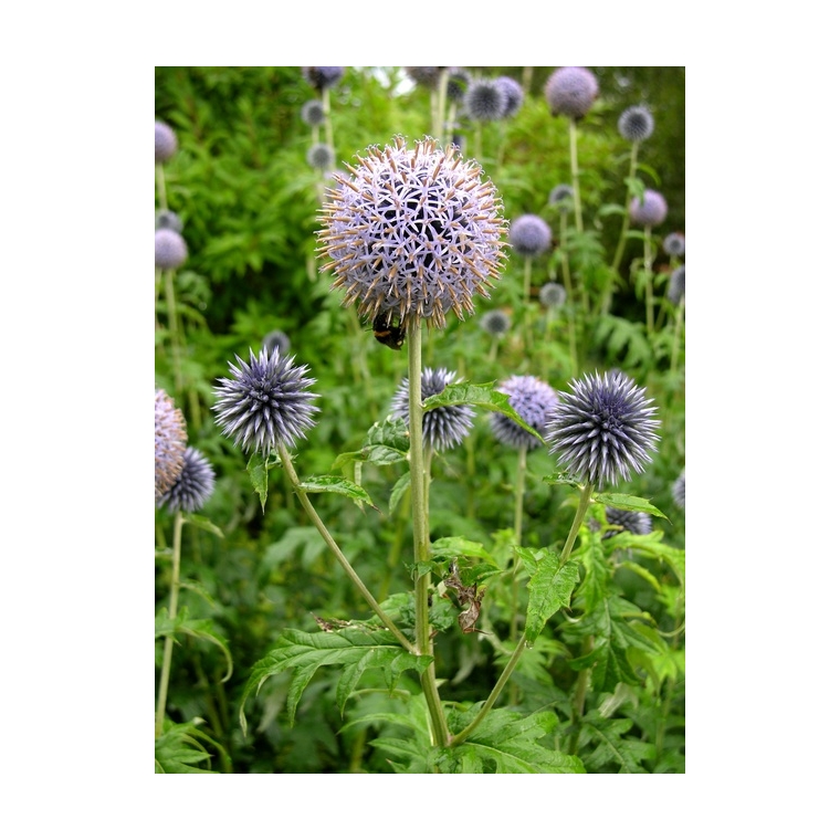 Echinops bannaticus
