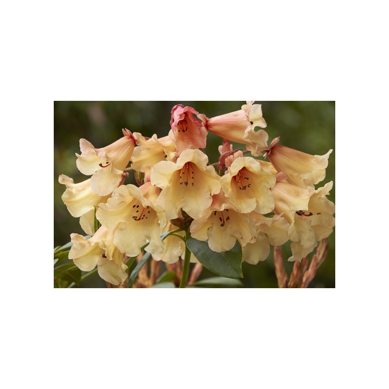 Rhododendron'Jingle Bell' 