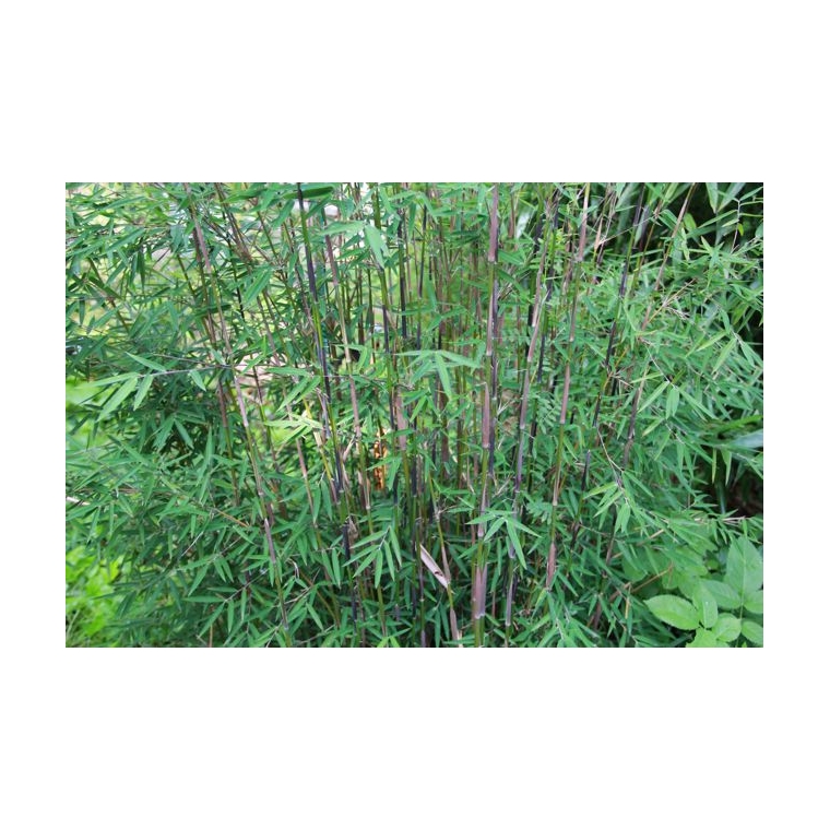 Fargesia jiuzhaihou - Bamboe 