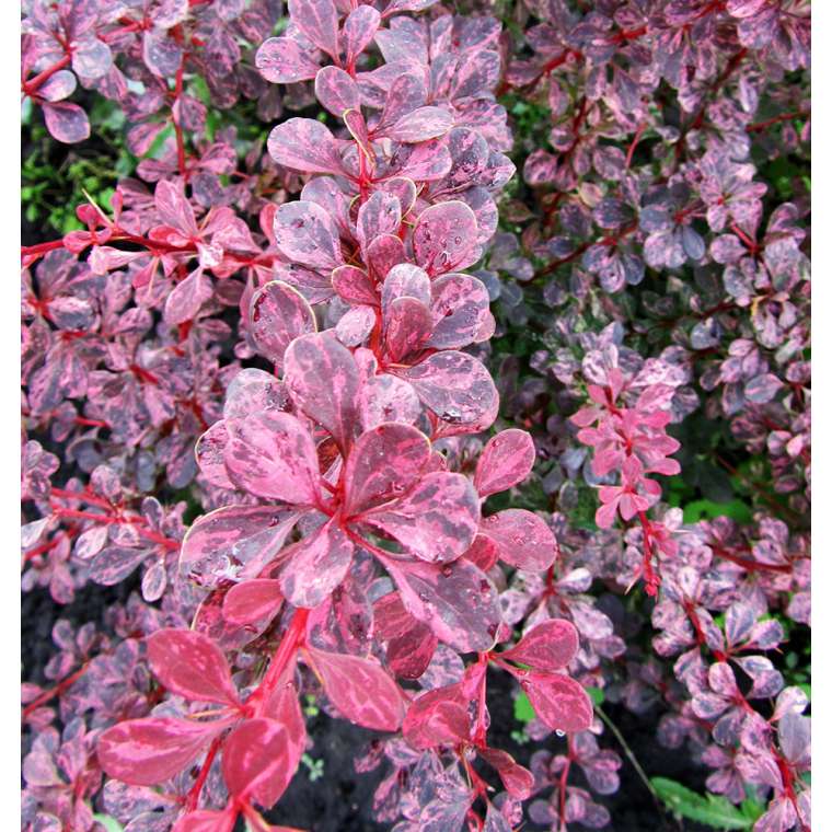 Berberis thunbergii'Harlequin' 