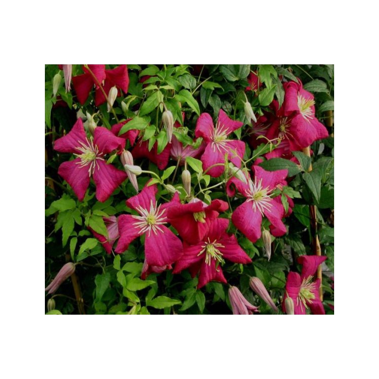 Clematis'Madame Julia Correvon' 