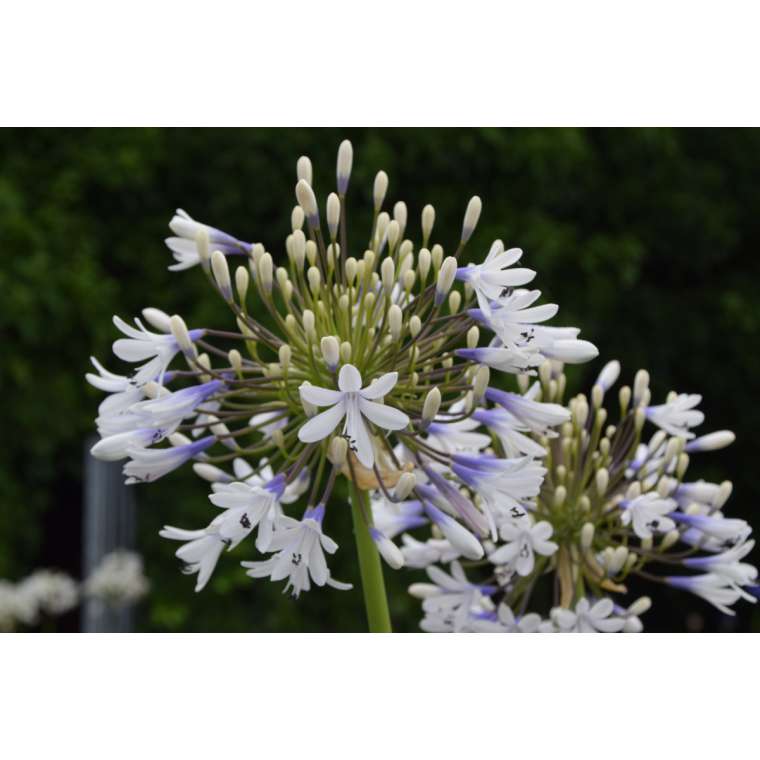 Agapanthus'Julien' 