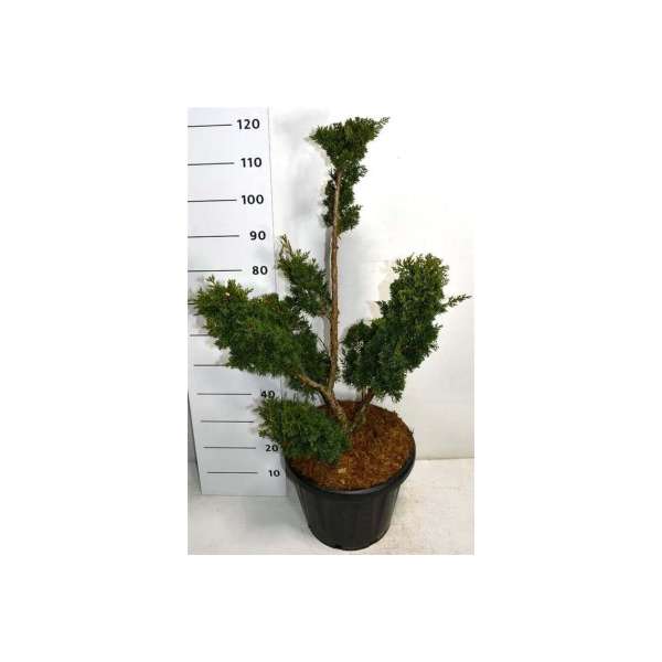 Juniperus chinensis'Blaauw' 