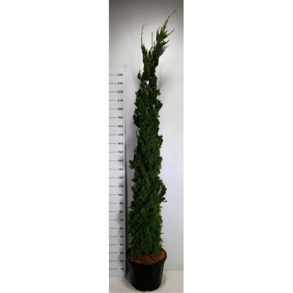 Juniperus chinensis'Kaizuka' 