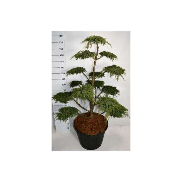 Juniperus communis'Green Carpet' 