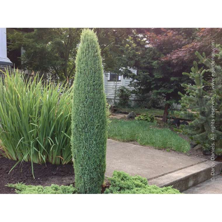 Juniperus communis'Compressa' 