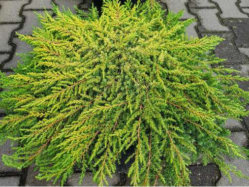 Juniperus communis'Lemon Carpet' 
