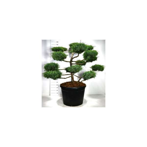 Juniperus media'Hetzii' 