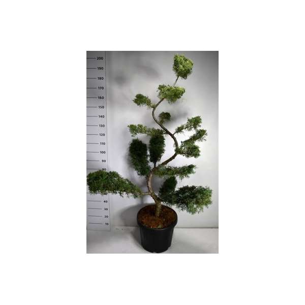 Juniperus pfitzeriana'Pfitzeriana Glauca' 