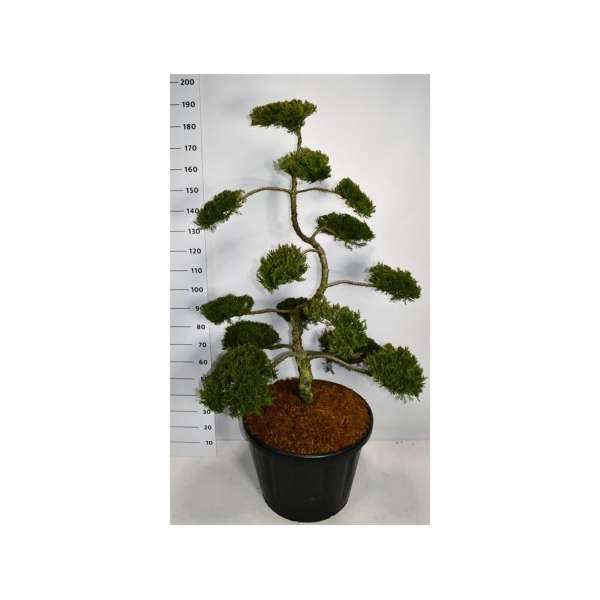 Juniperus sabina'rockery Gem'