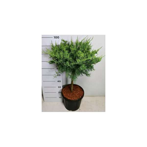 Juniperus virginiana'Grey Owl' 