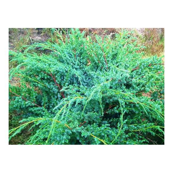 Juniperus chinensis'Blue Alps' 