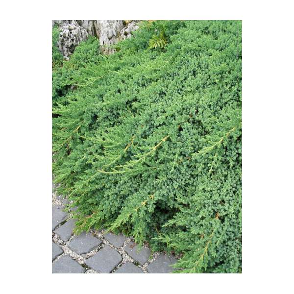 Juniperus procumbens'Nana' 