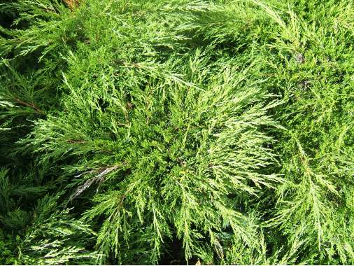 Juniperus sabina'Tamariscifolia' 
